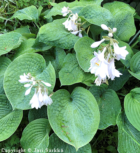  Hosta sieboldiana 'Elegans', sinikuunlilja